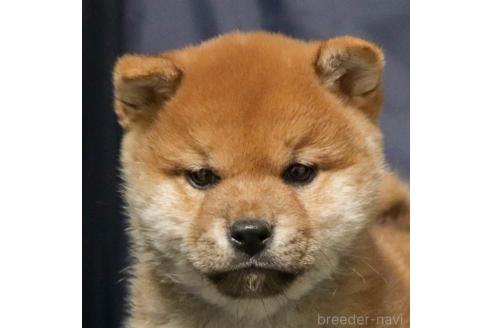 成約済の愛知県の柴犬-363751の2枚目